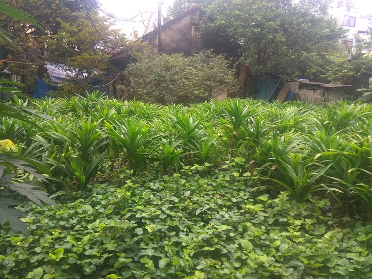 Làng thuốc nam giữa lòng Hà Nội